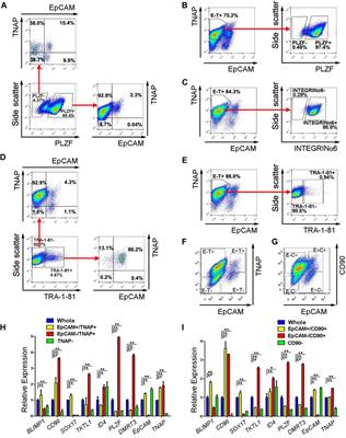 Xenotransplantation of Human Spermatogonia Into Various Mouse Recipient Models